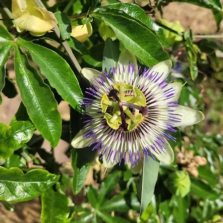 Les De L'herperie Appartement *