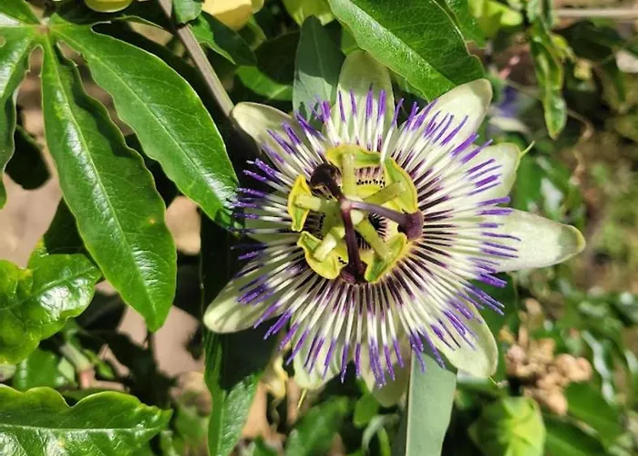 Les De L'herperie Apartment *